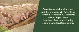 Limestone-floored stalls for livestock