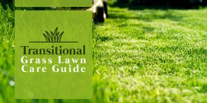 Transitional Grass Lawn Care Guide