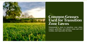 Common Grasses Used for Transition Zone Lawns