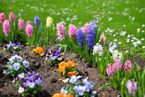 Colorful spring flowers