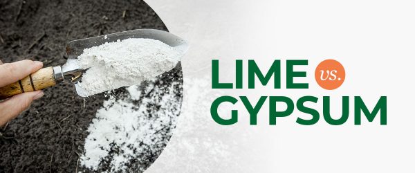Lime VS Gypsum 600x250 