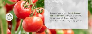 conditions to grow tomatoes in