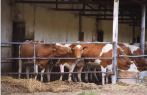 cows standing on their bedding