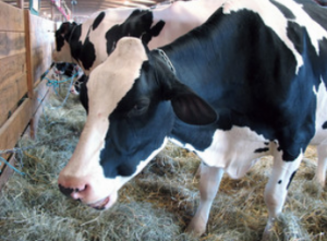 dairy cow on bedding