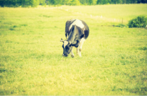 cow in a green pasture