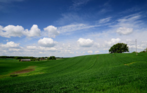 healthy pasture