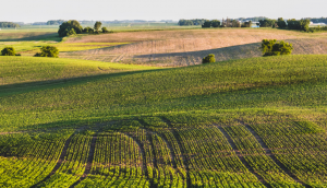 healthy farm pasture